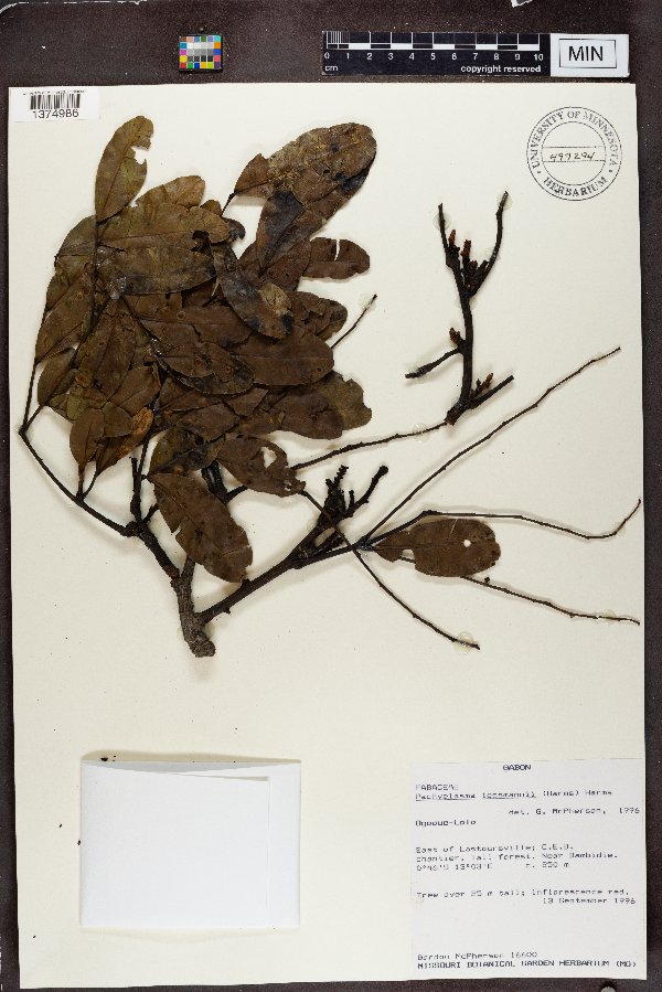 Pachyelasma tessmannii image