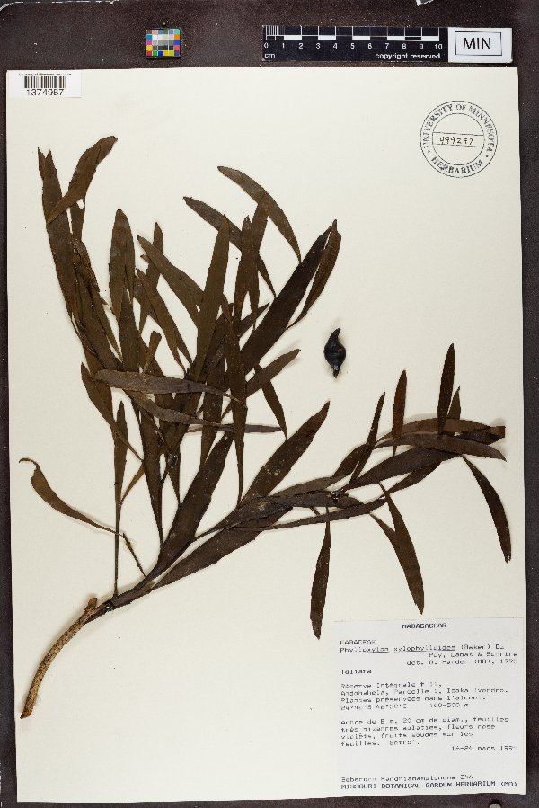 Phylloxylon image