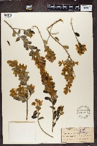 Podalyria cuneifolia image