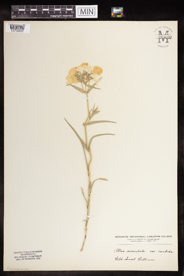 Phlox maculata var. candida image