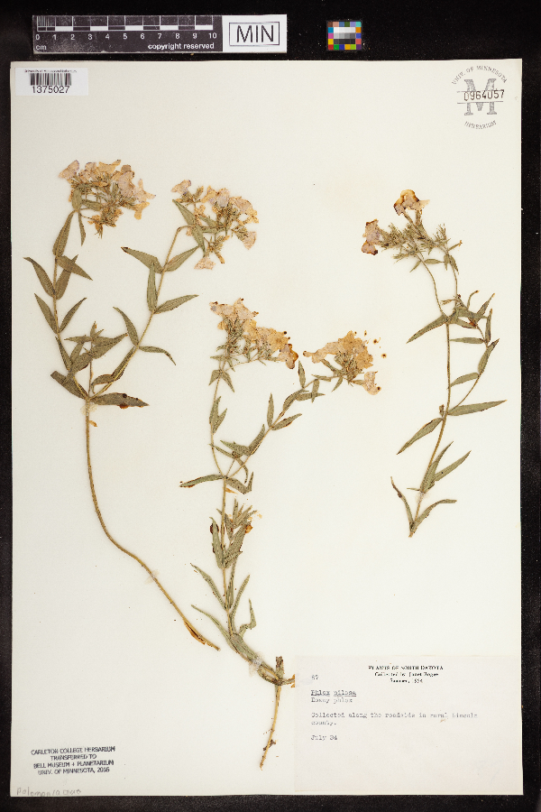 Phlox pilosa image