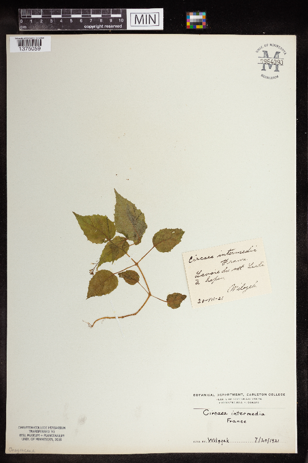 Circaea x intermedia image