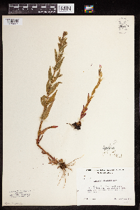 Epilobium stramineum image