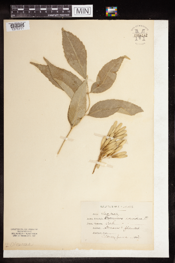 Fraxinus viridis image