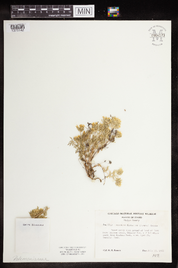 Linanthus nuttallii image