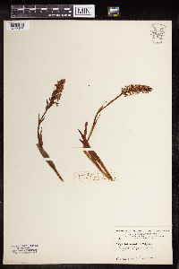 Gymnadenia conopsea image