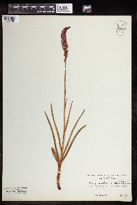 Gymnadenia odoratissima image