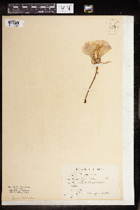 Image of Clarkia amoena