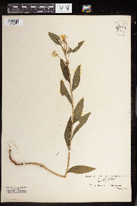 Image of Oenothera oakesiana