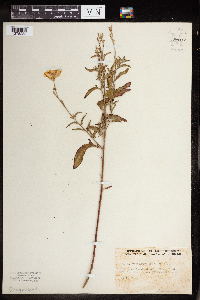 Oenothera speciosa image