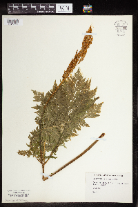 Botrychium virginianum image