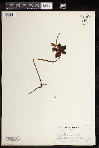 Image of Pogonia verticillata