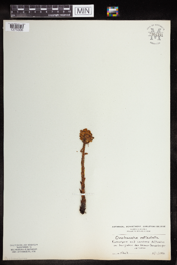 Orobanche reticulata image