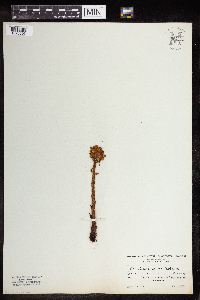 Image of Orobanche reticulata