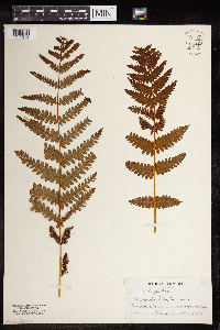 Osmunda claytoniana image