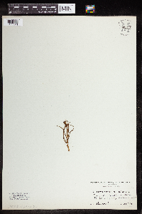 Orchis alpina image