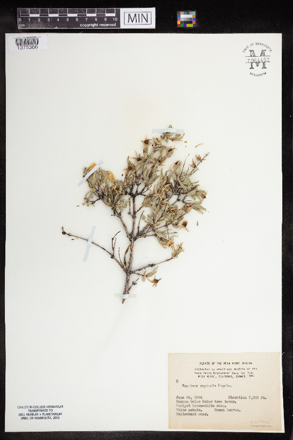 Fendlera image