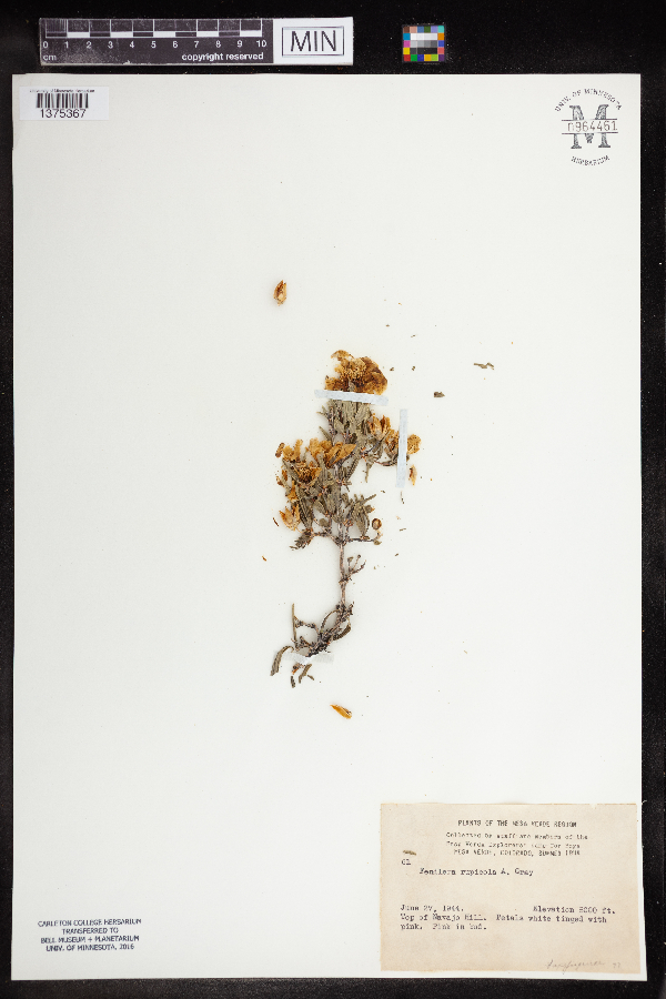 Fendlera rupicola image