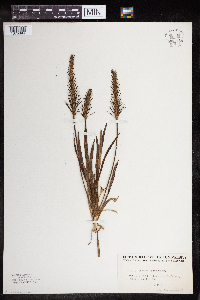 Plantago aristata image