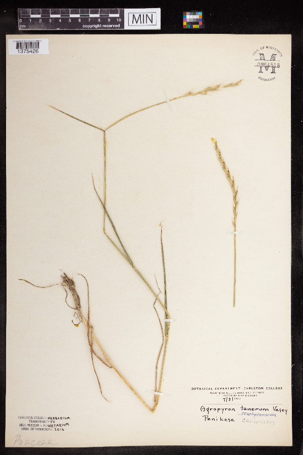 Elymus caninus image