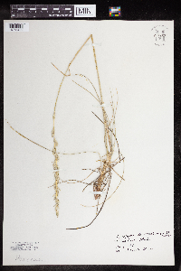 Elymus lanceolatus subsp. lanceolatus image