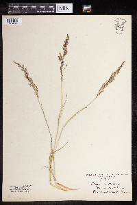 Agrostis canina image