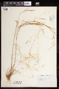 Agrostis scabra image