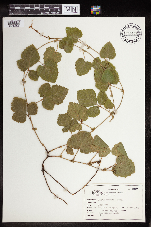 Rubus nivalis image