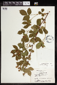 Rubus obsessus image
