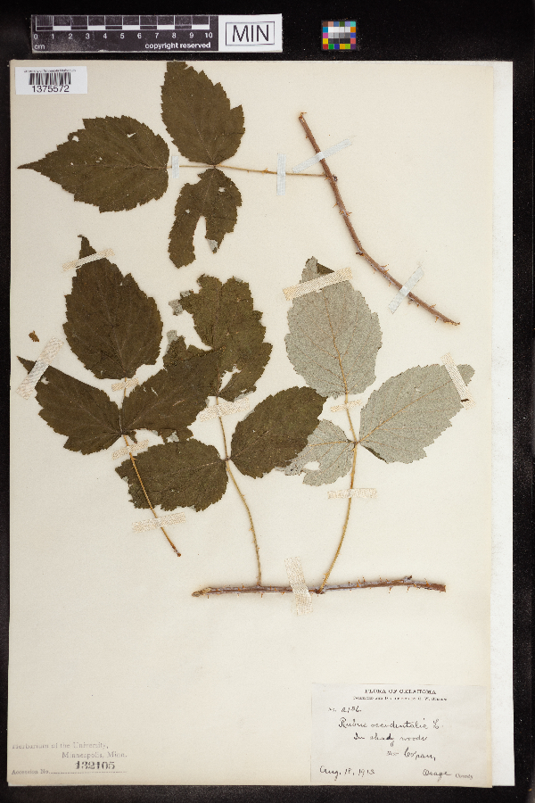 Rubus occidentalis image