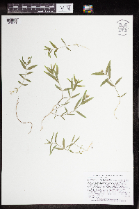 Image of Moehringia macrophylla