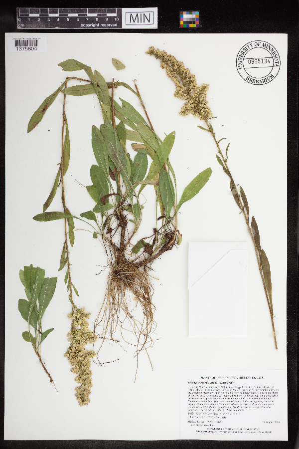 Solidago nemoralis subsp. nemoralis image