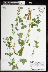 Potentilla norvegica image