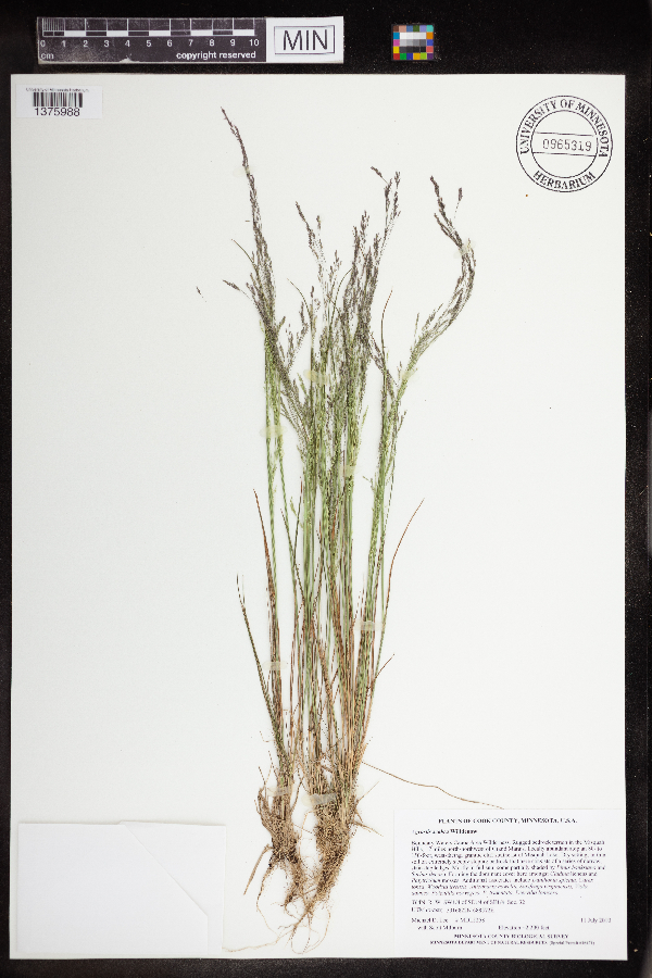 Agrostis scabra var. geminata image
