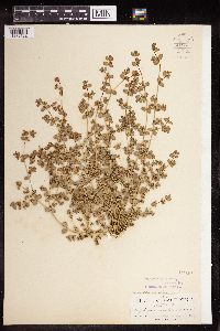Euphorbia serpillifolia image