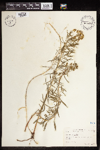 Euphorbia virgata image