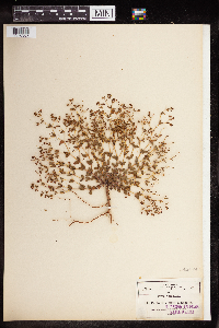 Euphorbia hirtula image