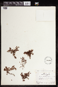 Euphorbia torralbasii image