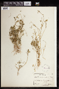 Euphorbia umbrosa image
