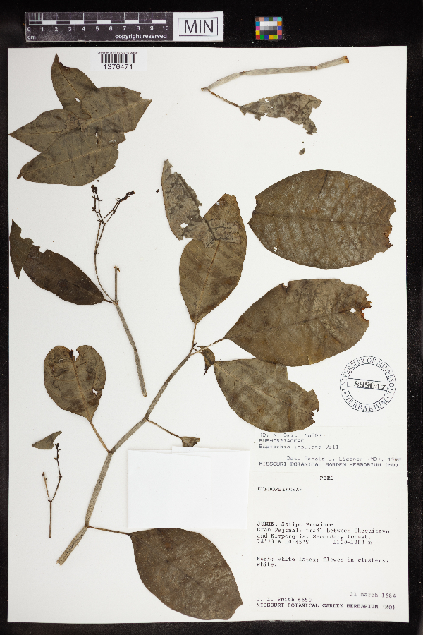 Euphorbia insulana image