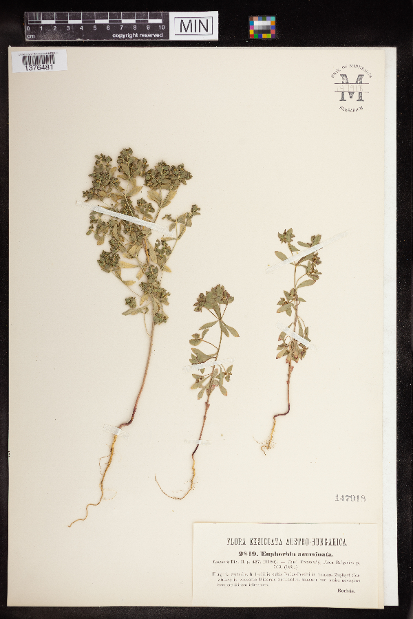 Euphorbia acuminata image