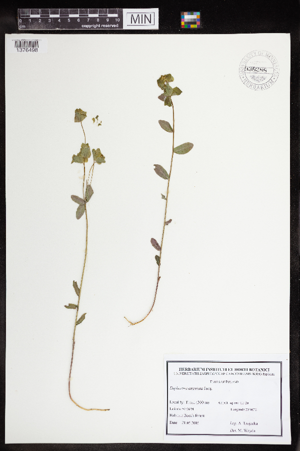 Euphorbia angulata image