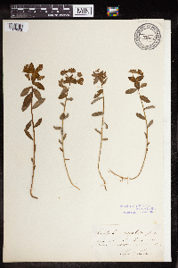 Euphorbia angulata image