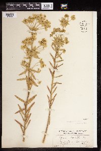 Euphorbia biumbellata image