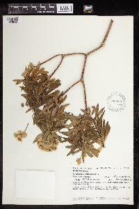 Euphorbia dendroides image