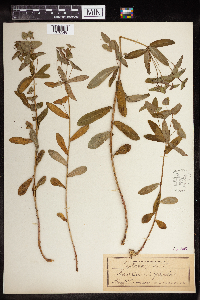 Euphorbia dulcis image