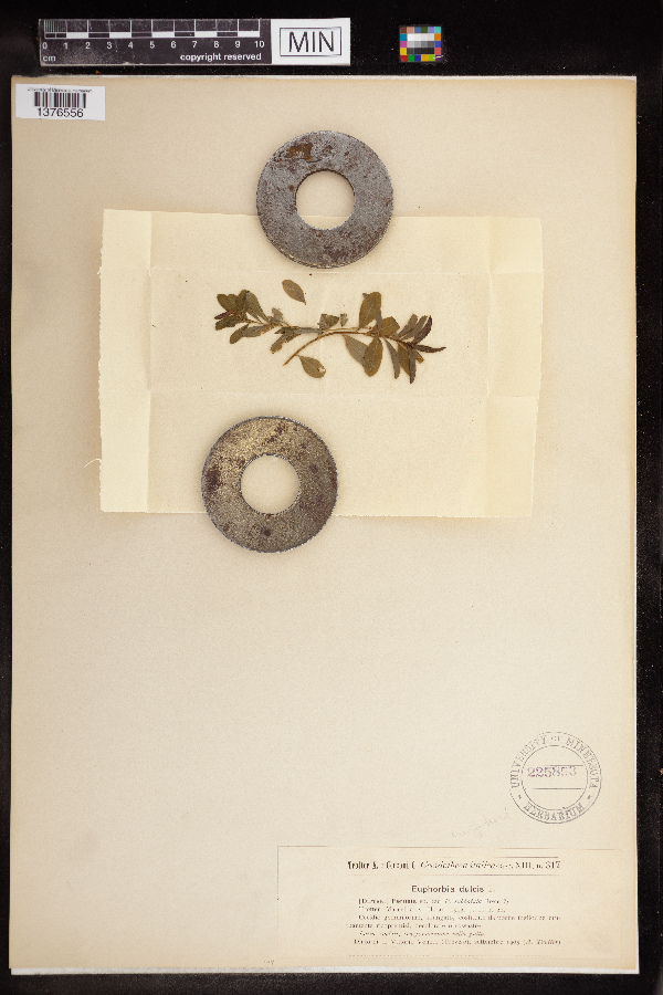 Euphorbia dulcis image