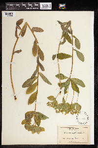 Euphorbia epithymoides image