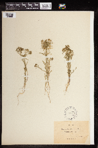 Euphorbia exigua image