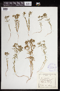 Euphorbia exigua image